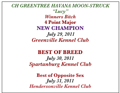 CH GREENTREE HAVANA MOON-STRUCK
“Lucy” 
Winners Bitch
4 Point Major
NEW CHAMPION 
 July 29, 2011
Greenville Kennel Club

BEST OF BREED
July 30, 2011
Spartanburg Kennel Club

Best of Opposite Sex
July 31, 2011
Hendersonville Kennel Club